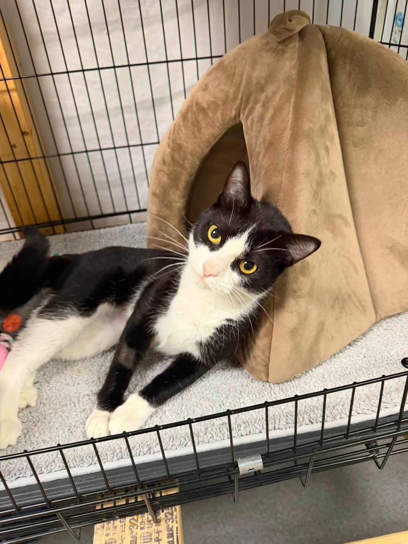 S'mores, a ADOPTABLE Domestic Short Hair in Chisholm, MN image 2/2