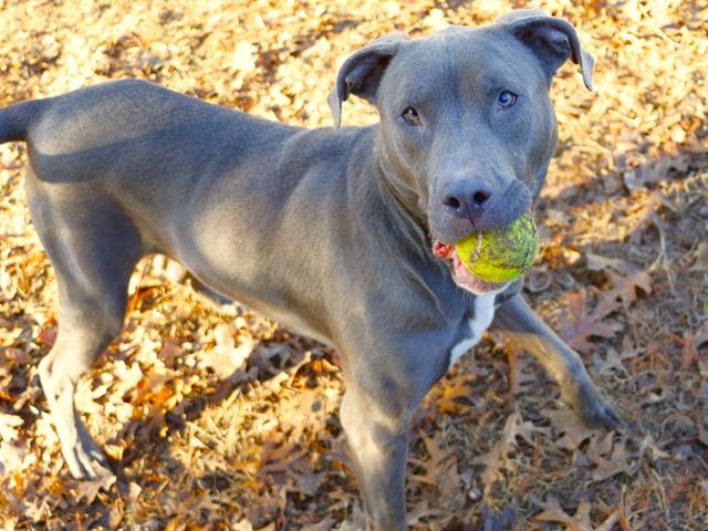 Enlarge PERRY, a Adoptable mixed breed in Tallahassee, FL image 1/1