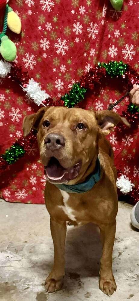 Brock, Adoptable, Adult Male Mixed Breed.