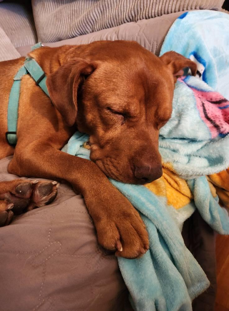 Enlarge Brock, a Adoptable mixed breed in Scott, LA image 2/6