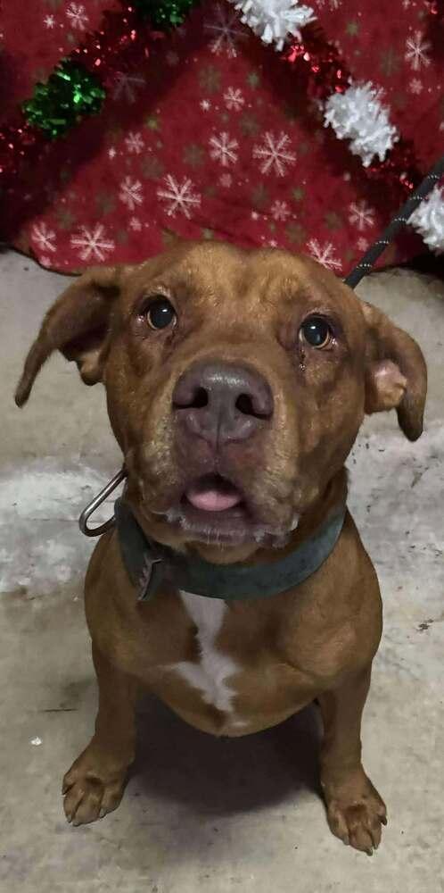 Brock, a Adoptable mixed breed in Scott, LA image 2/4