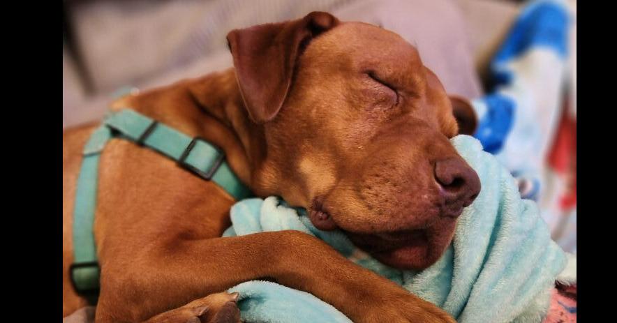 Enlarge Brock, a Adoptable mixed breed in Scott, LA image 4/4