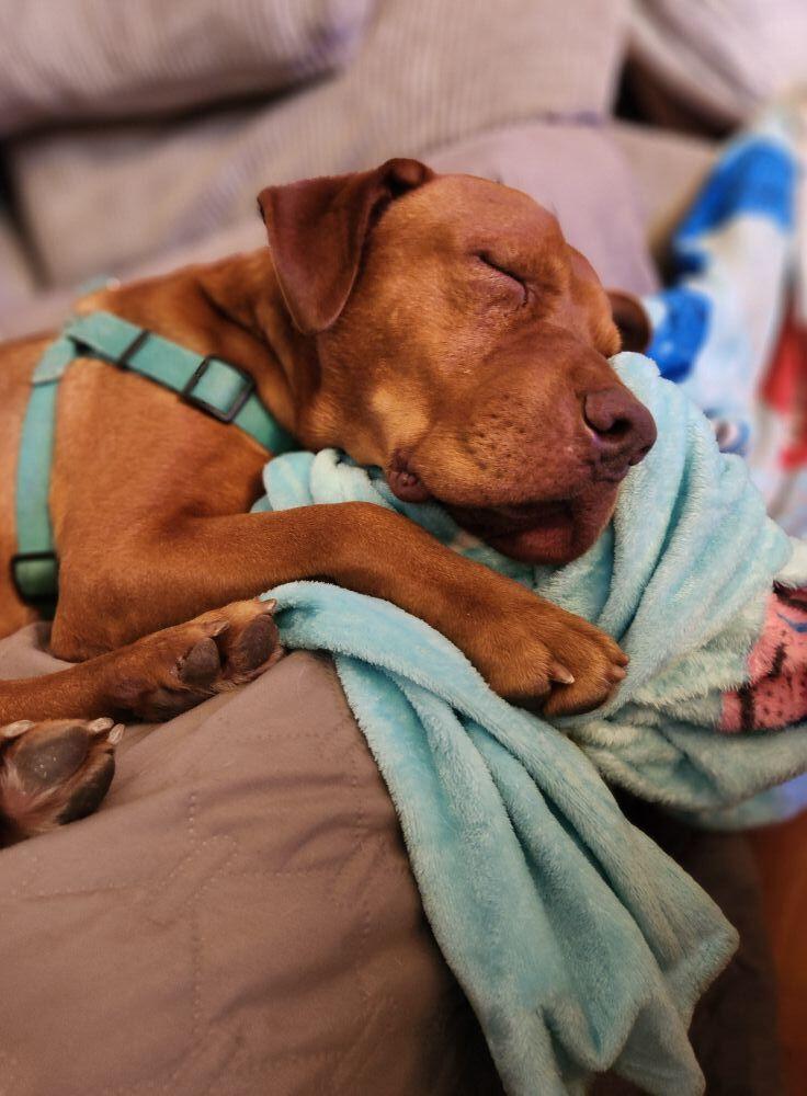 Enlarge Brock, a Adoptable mixed breed in Scott, LA image 6/6