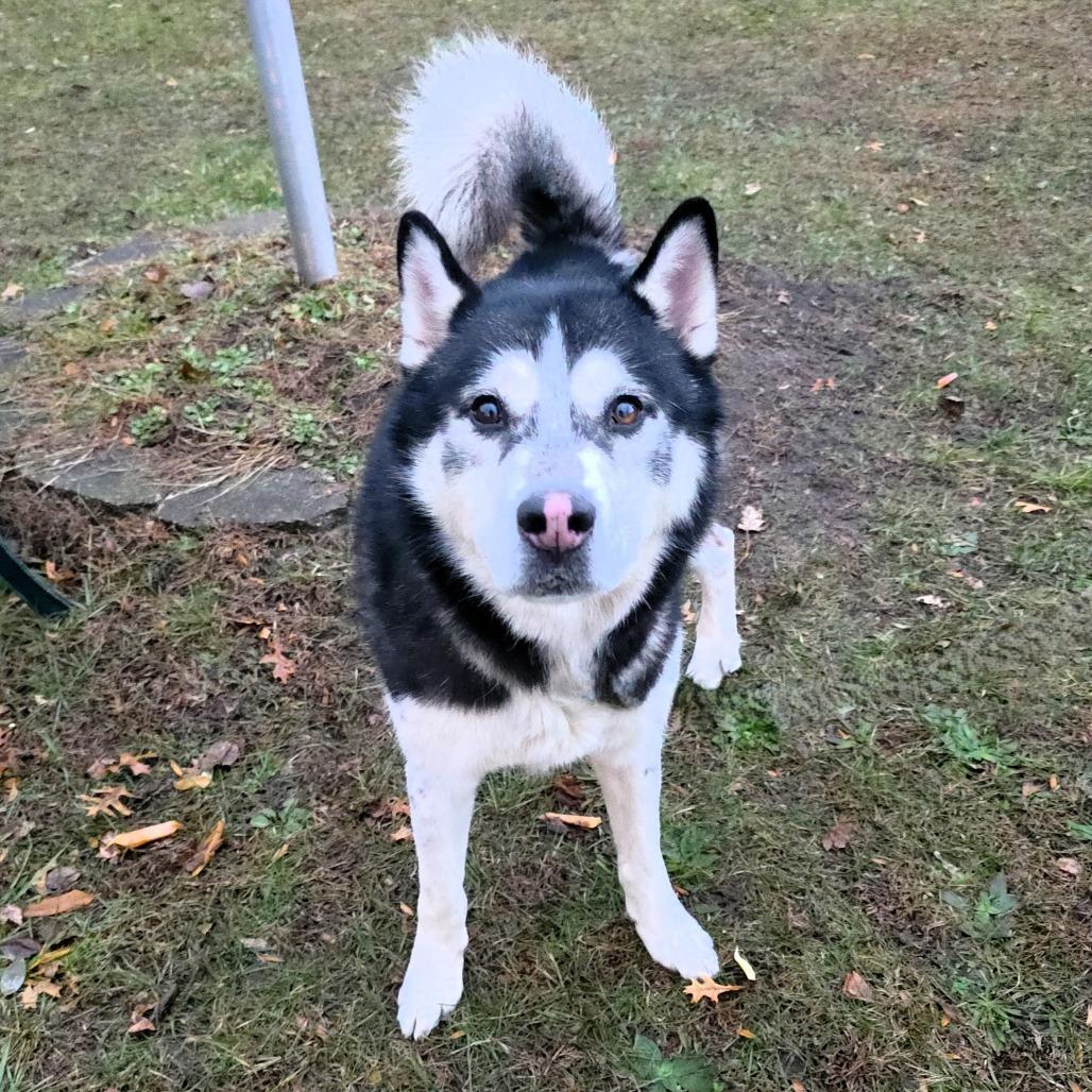 Champ, Adoptable, Adult Male Siberian Husky.