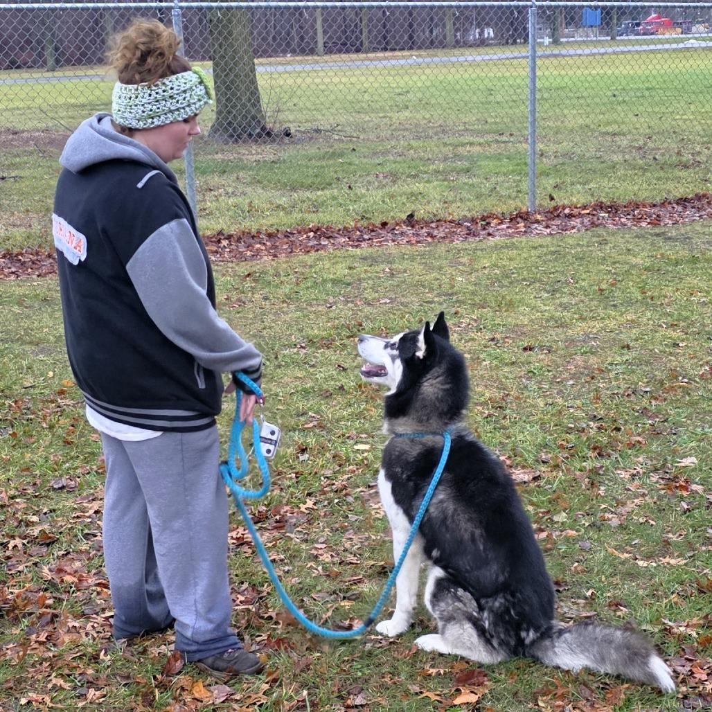 Enlarge Champ, a Adoptable Siberian Husky in Michigan City, IN image 3/5
