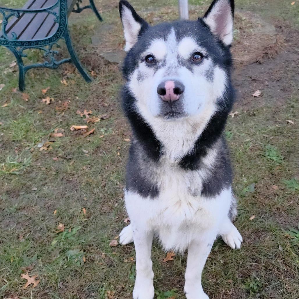 Enlarge Champ, a Adoptable Siberian Husky in Michigan City, IN image 4/5