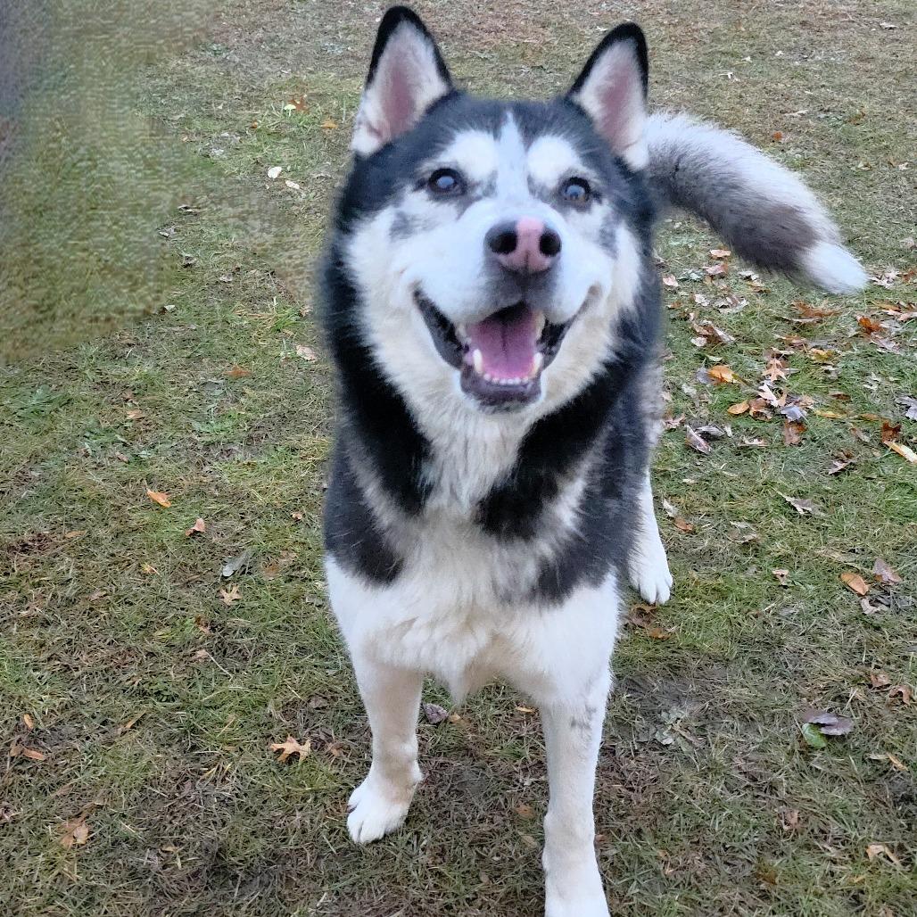 Enlarge Champ, a Adoptable Siberian Husky in Michigan City, IN image 5/5