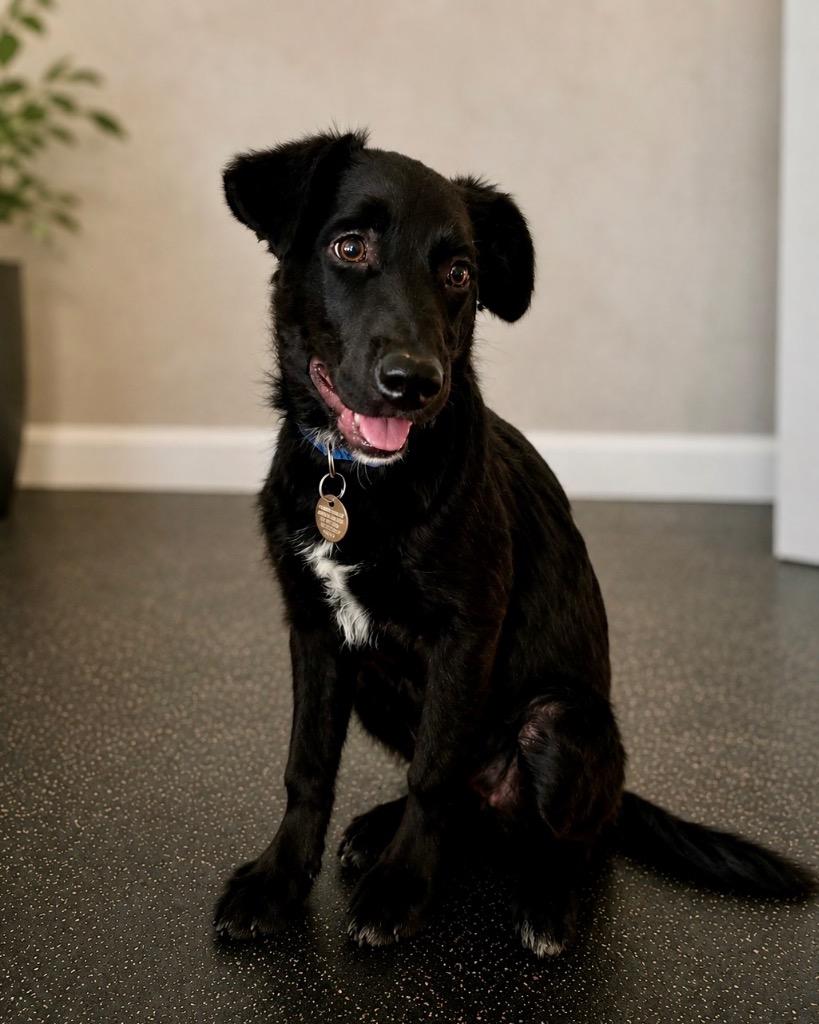 Lark, Adoptable, Puppy Female Border Collie & German Shepherd Dog.