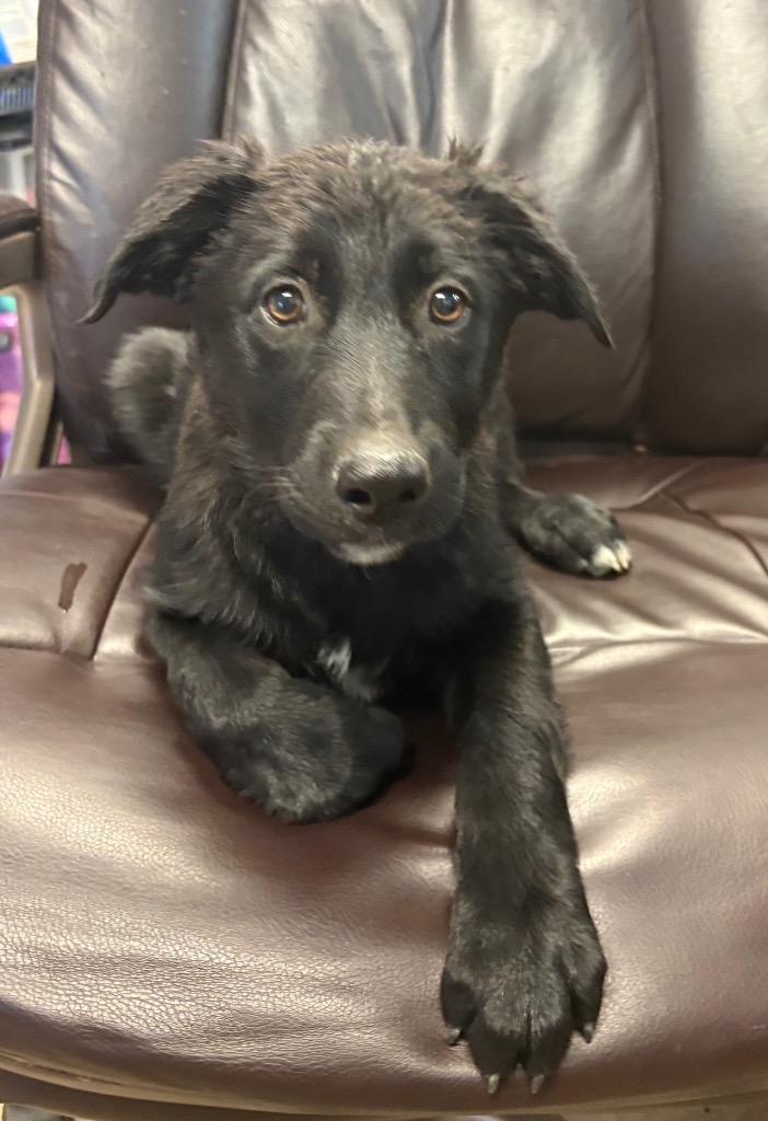 Enlarge Lark, a Adoptable mixed breed in Reno, NV image 2/2