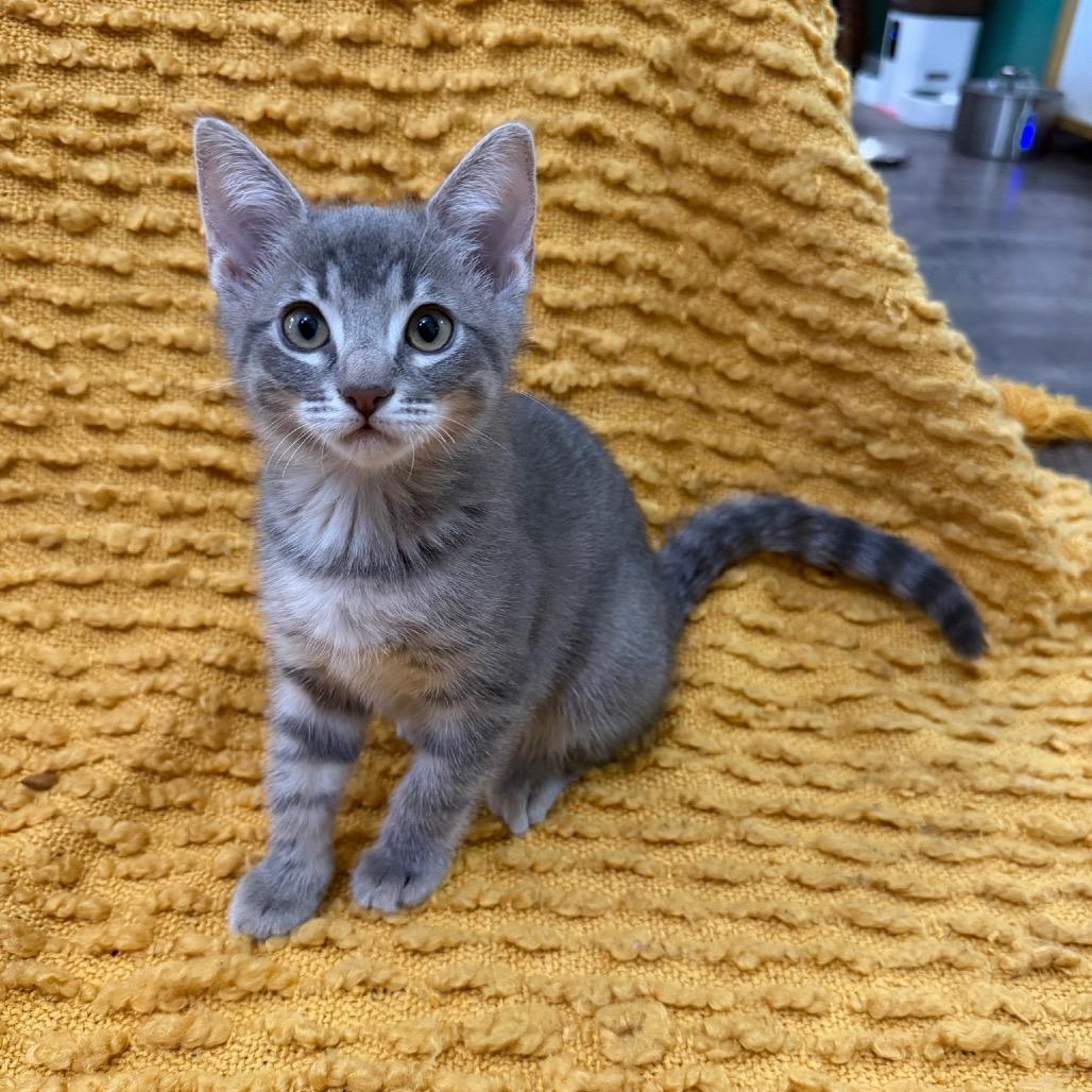 Ponzu, Adoptable, Kitten Female Domestic Short Hair.