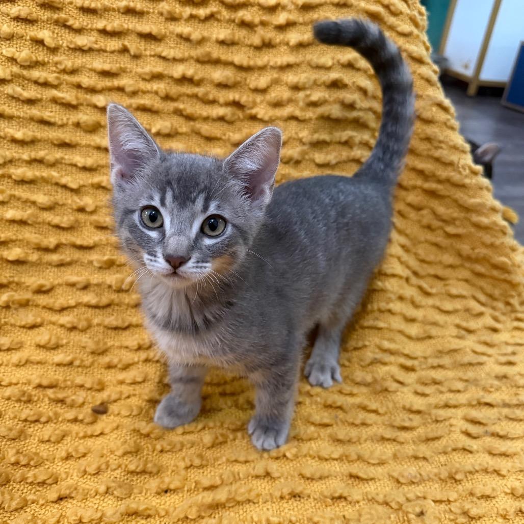 Ponzu, a Adoptable Domestic Short Hair in Studio City, CA image 3/4