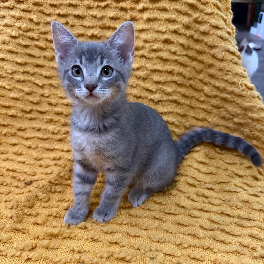 Ponzu, a Adoptable Domestic Short Hair in Studio City, CA image 4/4