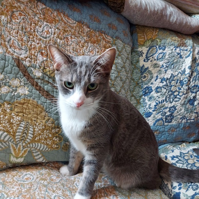 Jose, Adopted, Adult Male Domestic Short Hair.