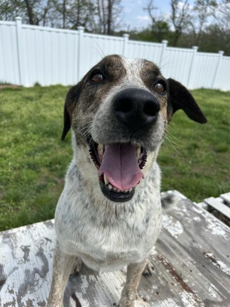 Forrest, Adoptable, Adult Male Hound & Mixed Breed.