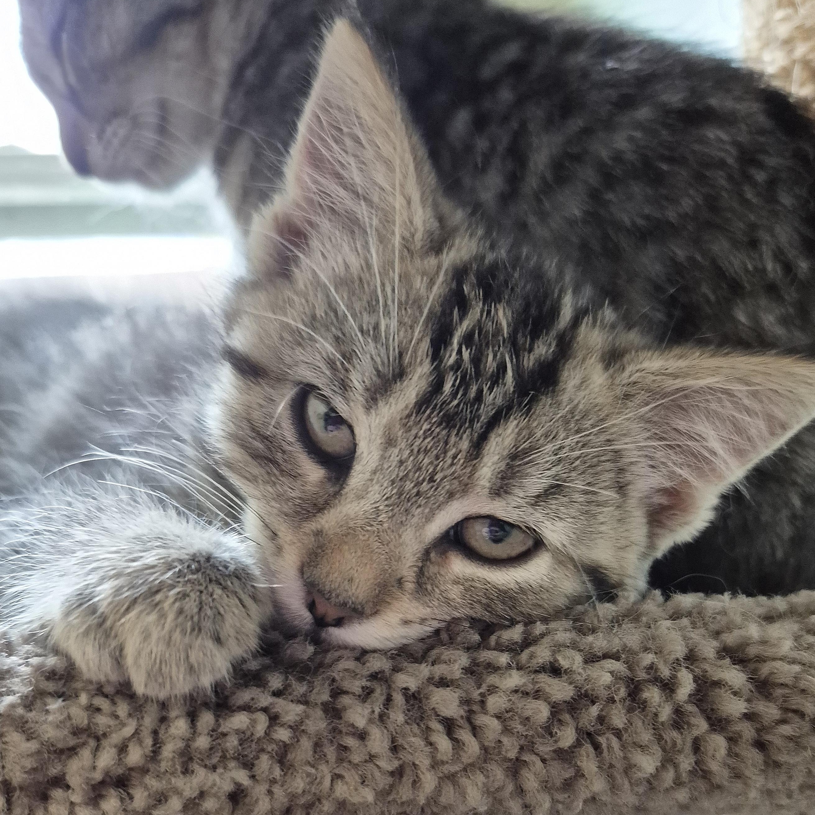 Cattie Pillar, a Adoptable Domestic Short Hair in Tioga, PA image 1/4