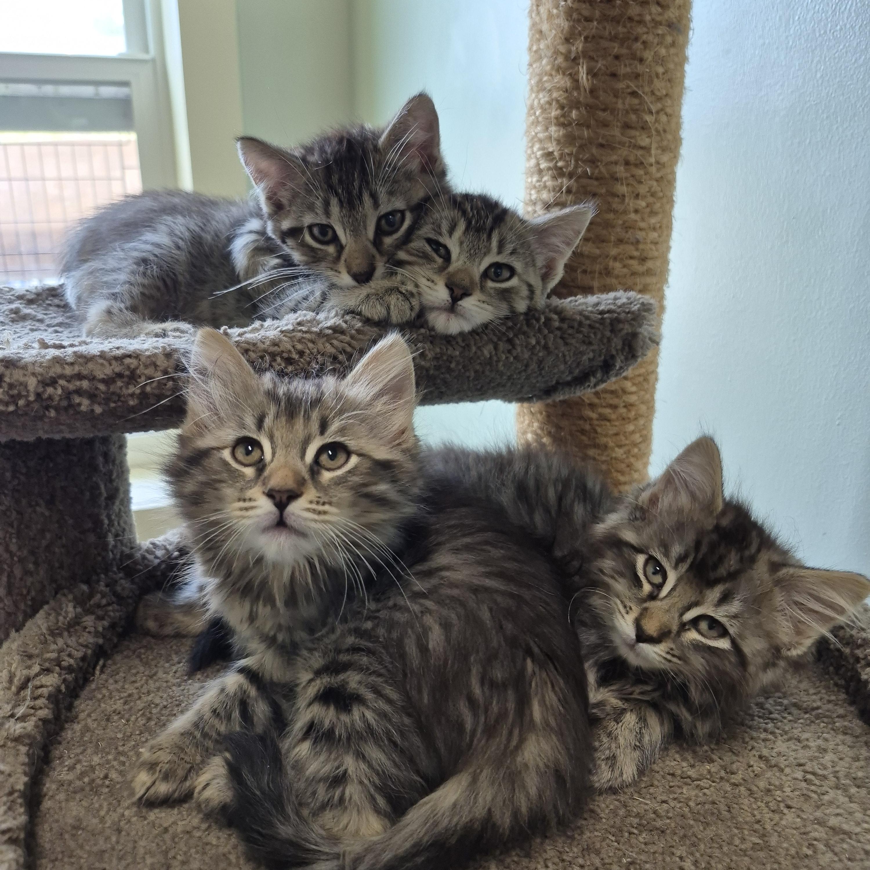 Cattie Pillar, a Adoptable Domestic Short Hair in Tioga, PA image 3/4