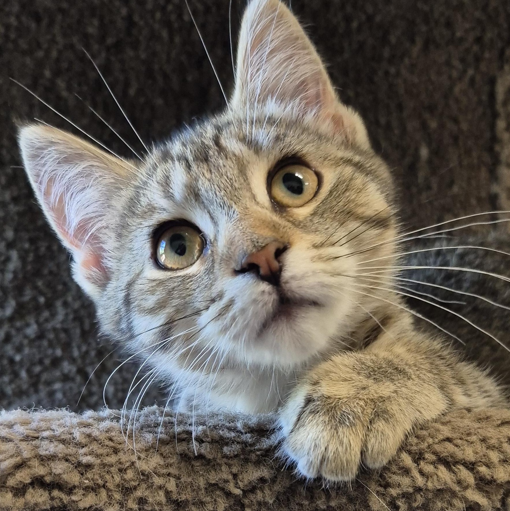 Cattie Pillar, Adoptable, Kitten Female Domestic Short Hair.