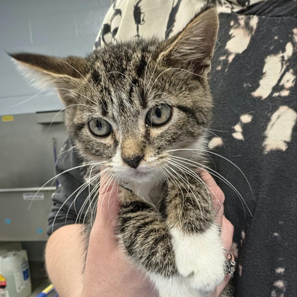 Bobcat photo