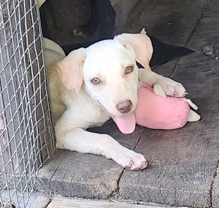 Enlarge Marley, a Adopted mixed breed in Marshall, AR image 2/5