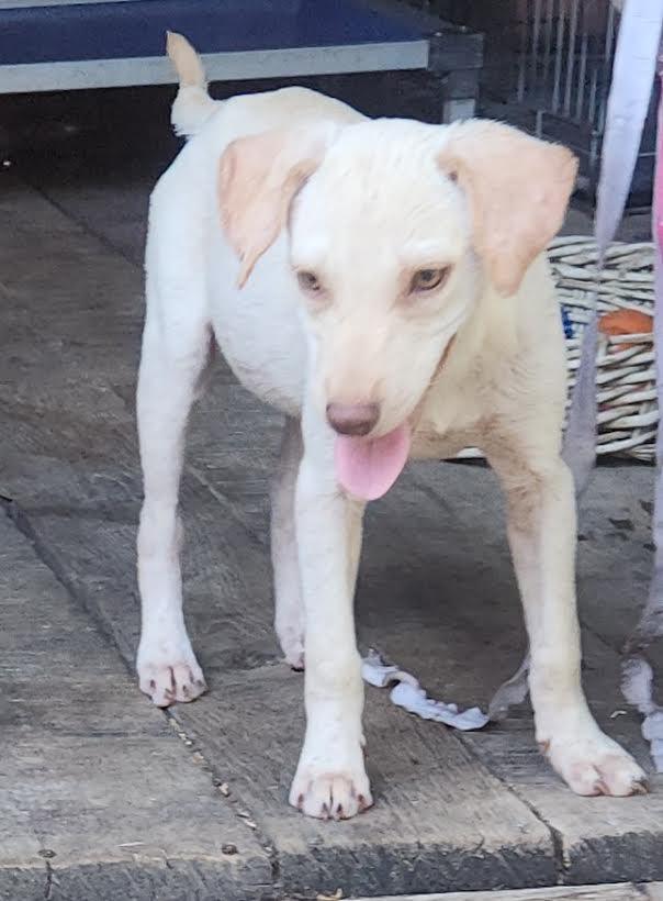 Enlarge Marley, a Adopted mixed breed in Marshall, AR image 1/5