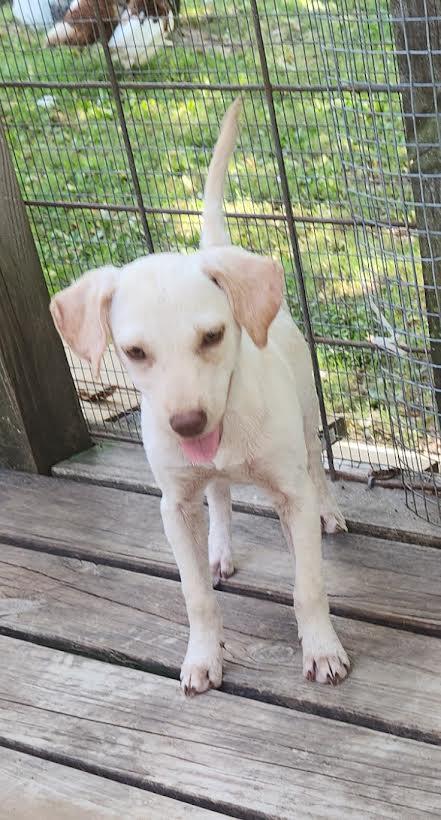 Enlarge Marley, a Adopted mixed breed in Marshall, AR image 3/5
