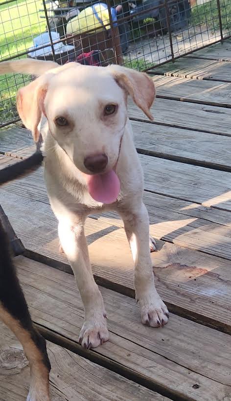 Enlarge Marley, a Adopted mixed breed in Marshall, AR image 5/5