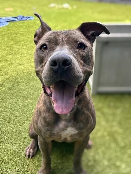 Enlarge Tito, a Adoptable mixed breed in Gainesville, FL image 1/2