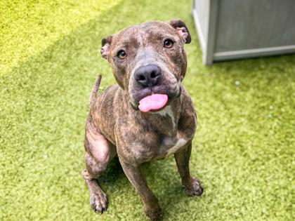 Tito, Adoptable, Adult Male Terrier & Mixed Breed.