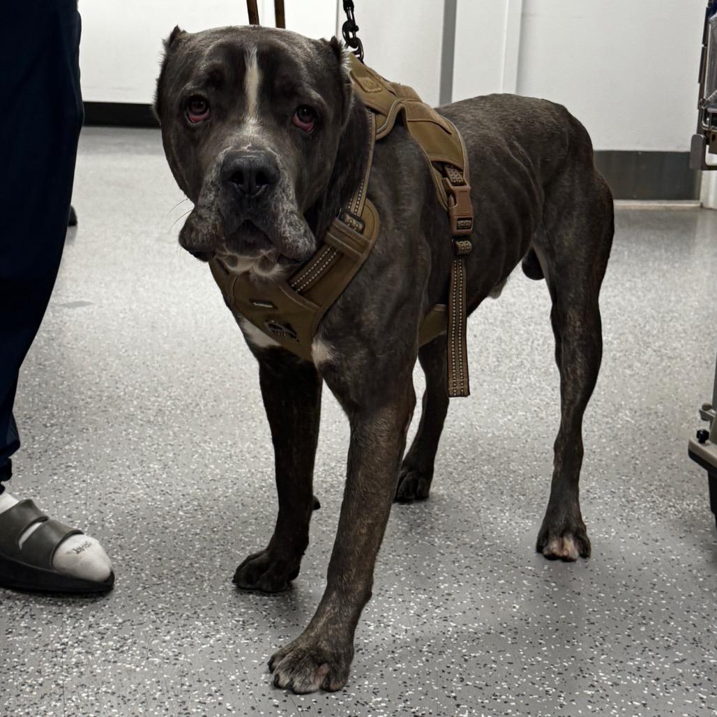 Enlarge Tank, a Adoptable Cane Corso in Henderson, NV image 1/3