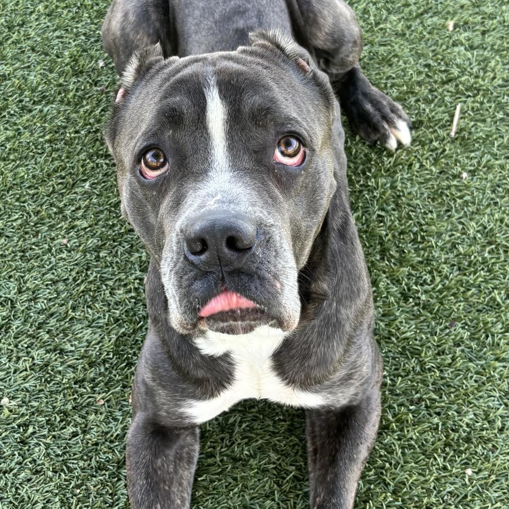 Enlarge Tank, a Adoptable Cane Corso in Henderson, NV image 2/3