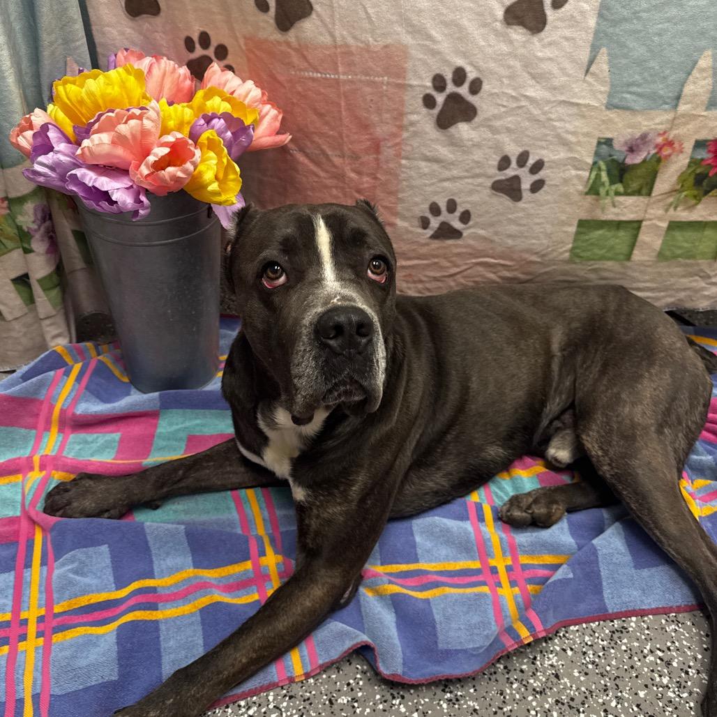 Enlarge Tank, a Adoptable Cane Corso in Henderson, NV image 3/3