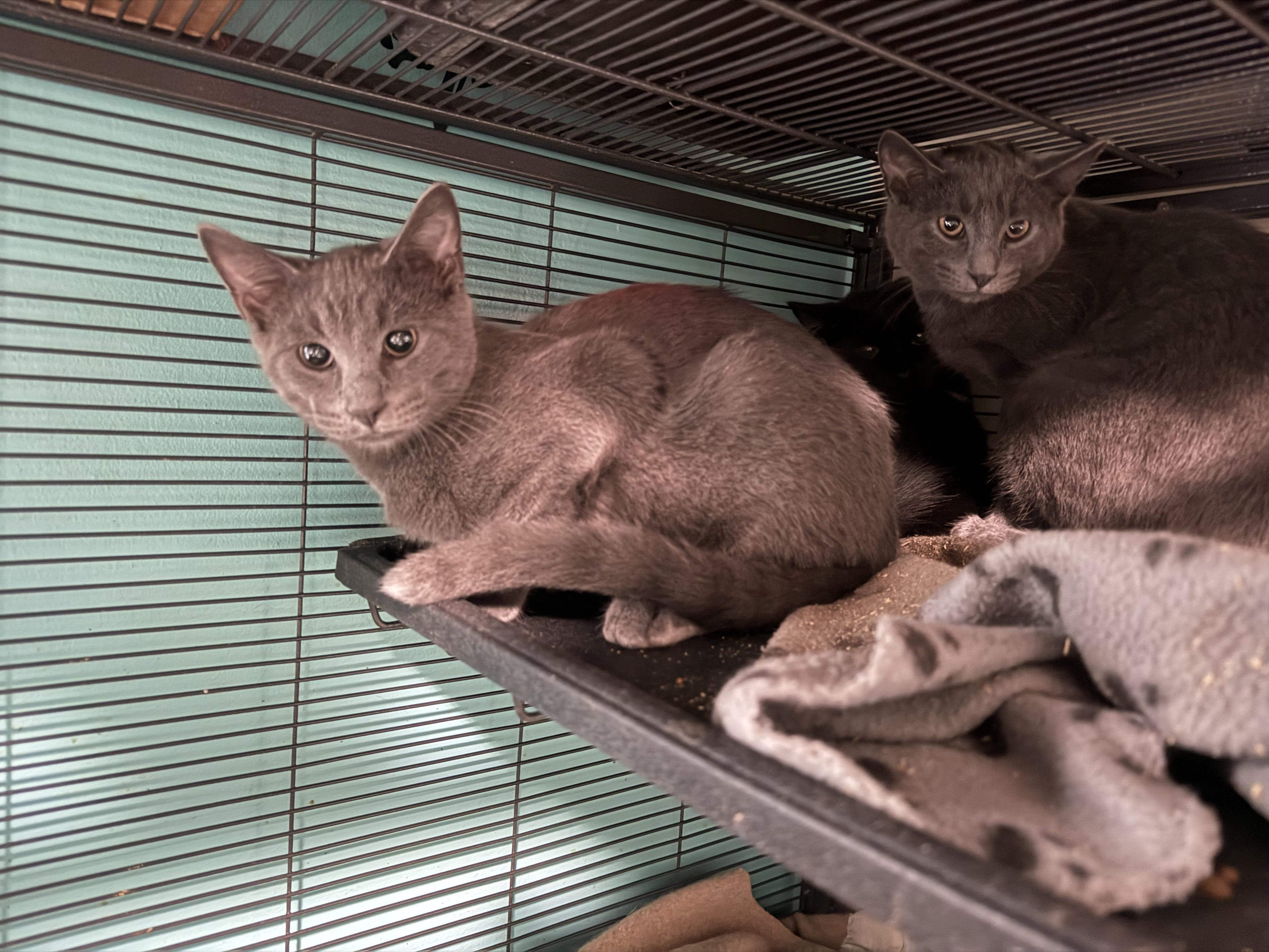 Enlarge Slinky, a Adoptable Domestic Short Hair in Syracuse, NY image 2/2