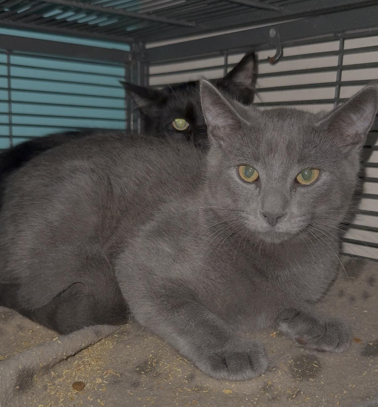Enlarge Slinky, a Adoptable Domestic Short Hair in Syracuse, NY image 1/2