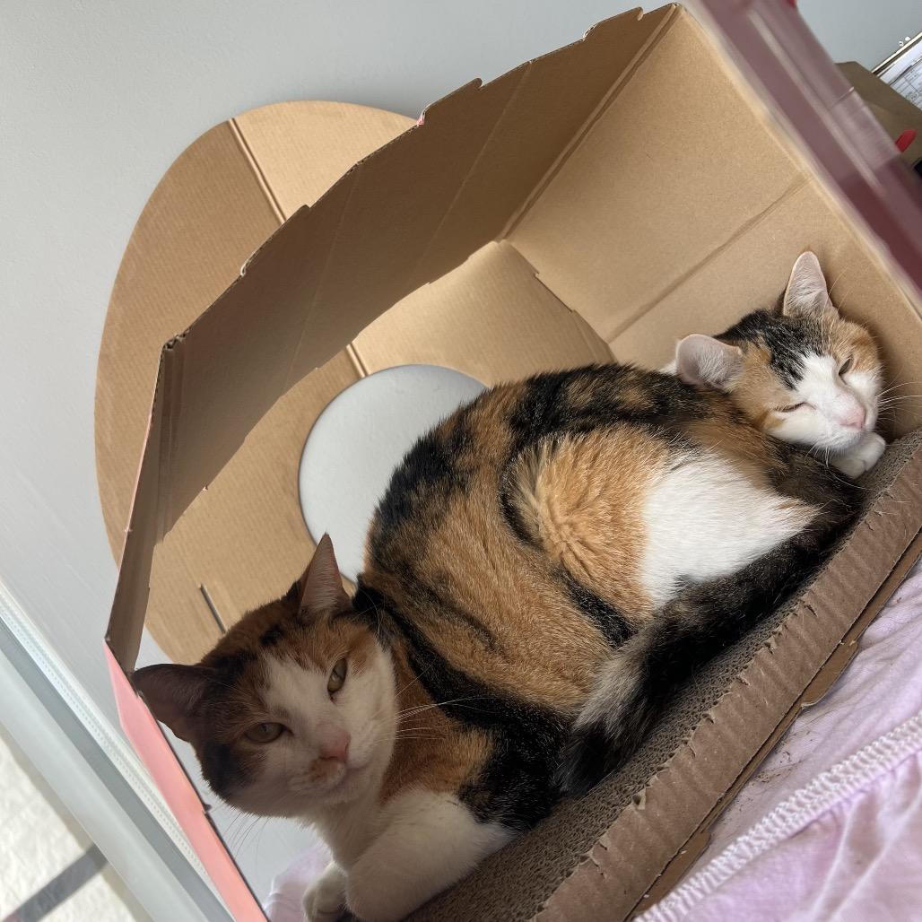 Jovienna, Adoptable, Adult Female Domestic Short Hair.