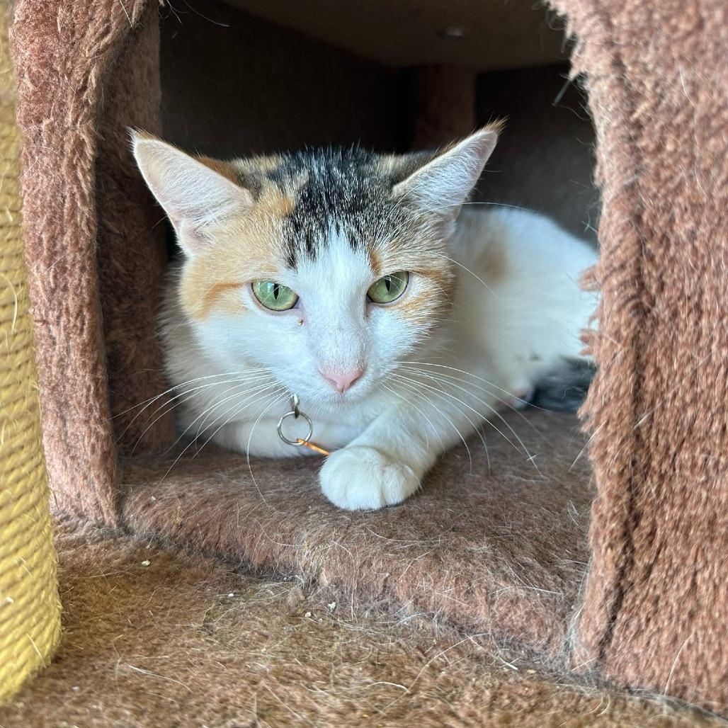 Enlarge Jovienna, a Adoptable Domestic Short Hair in Normal, IL image 2/6