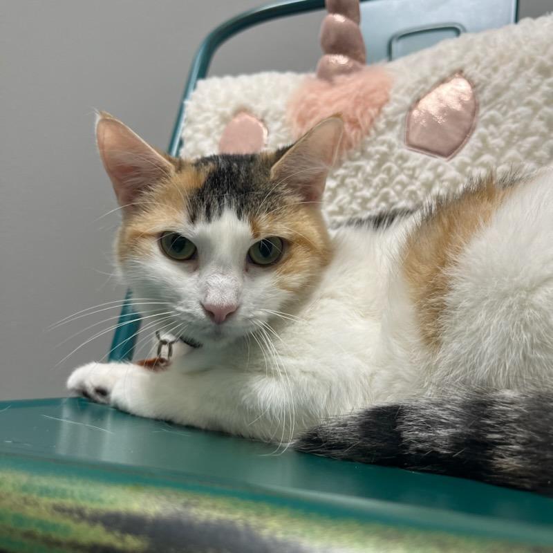 Enlarge Jovienna, a Adoptable Domestic Short Hair in Normal, IL image 4/6