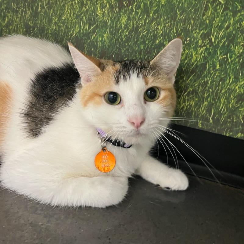 Enlarge Jovienna, a Adoptable Domestic Short Hair in Normal, IL image 5/6