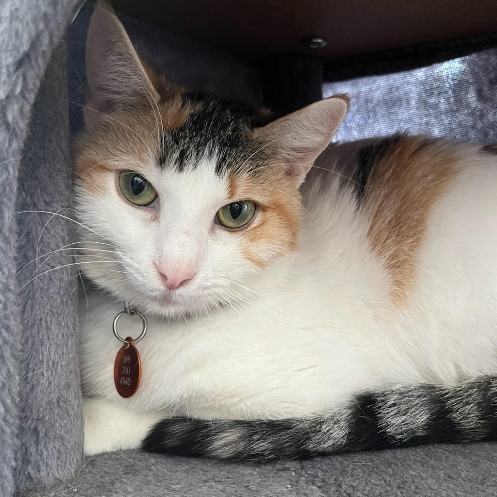 Enlarge Jovienna, a Adoptable Domestic Short Hair in Normal, IL image 6/6