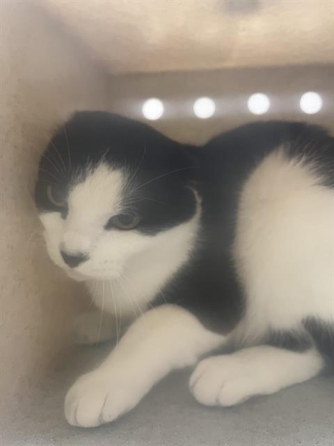 HAMISH, Adoptable, Adult Male Scottish Fold & Domestic Short Hair.