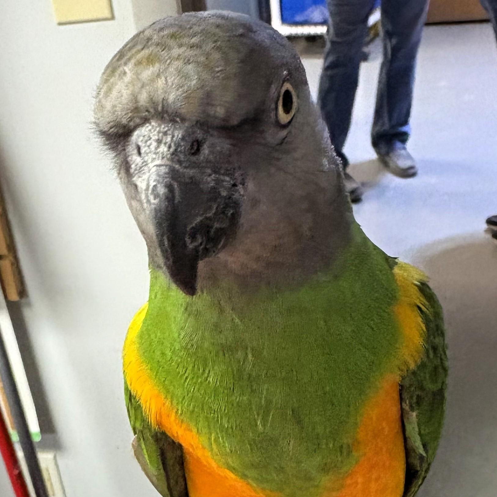 Enlarge Charly, a Adoptable Poicephalus / Senegal in Lenexa, KS image 2/2