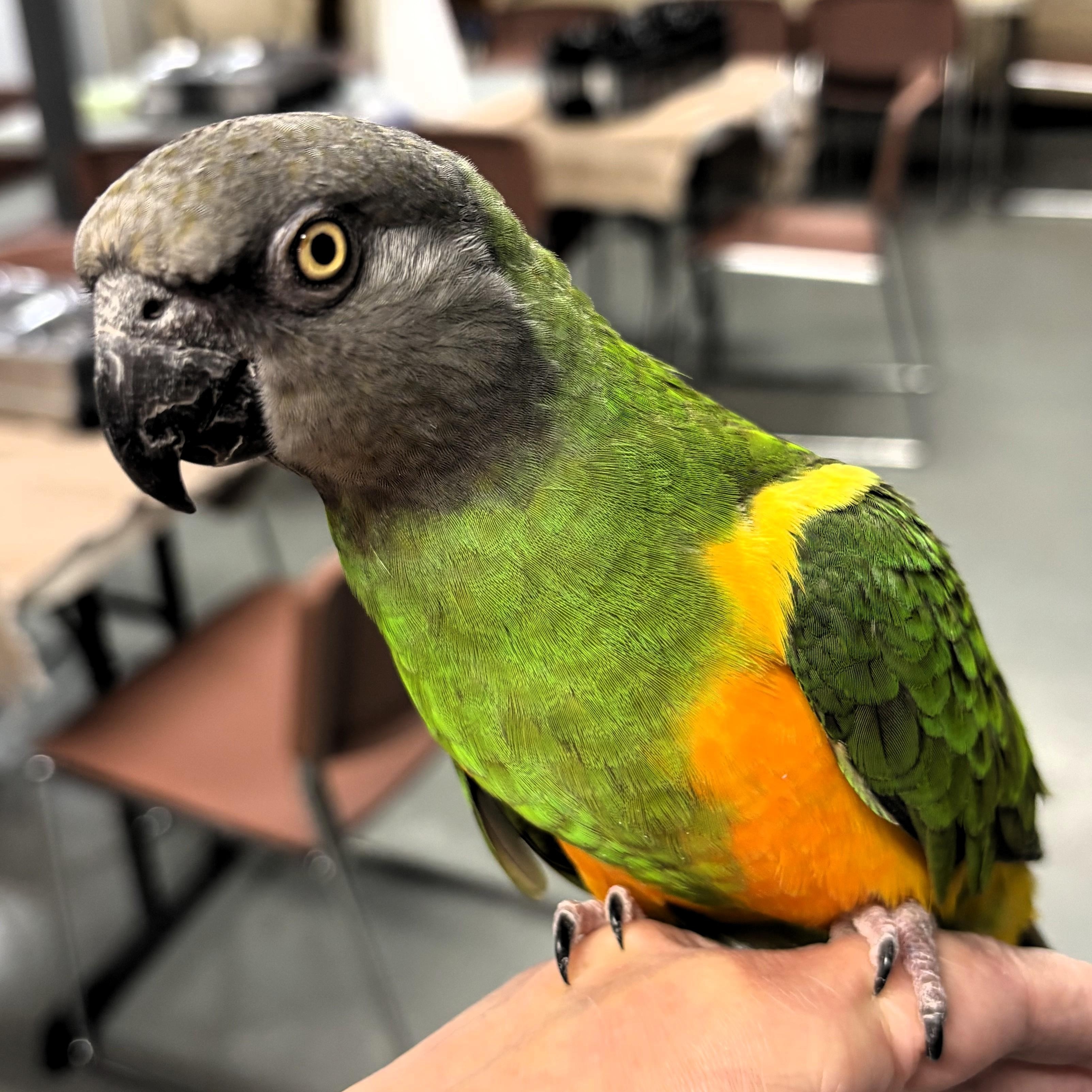 Charly, Adoptable, Adult Male Poicephalus / Senegal.