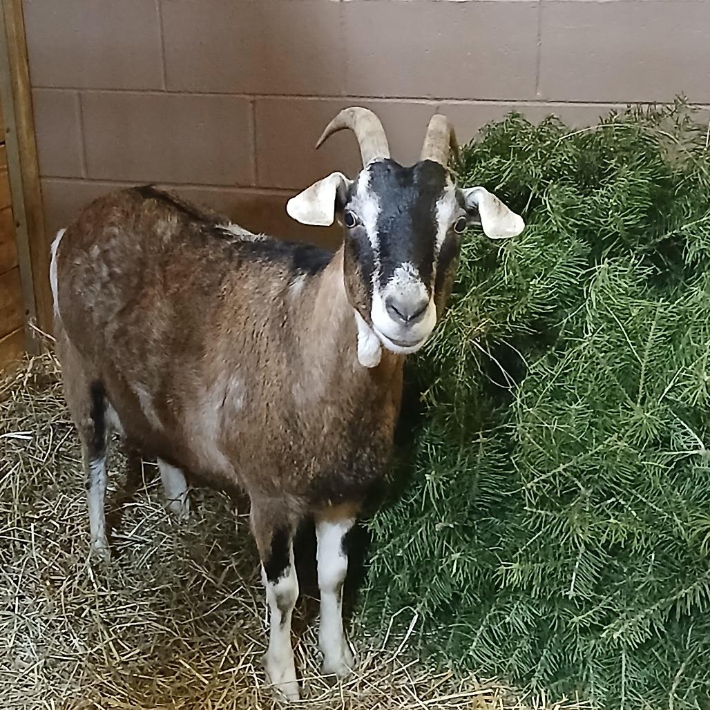 Summer, Adoptable, Senior Female Goat & Goat.