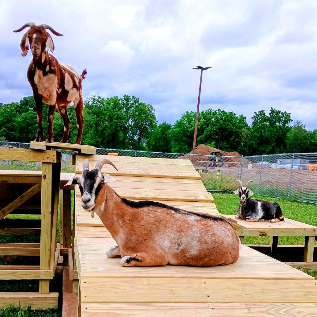 Enlarge Summer, a Adoptable mixed breed in Fairport, NY image 2/3