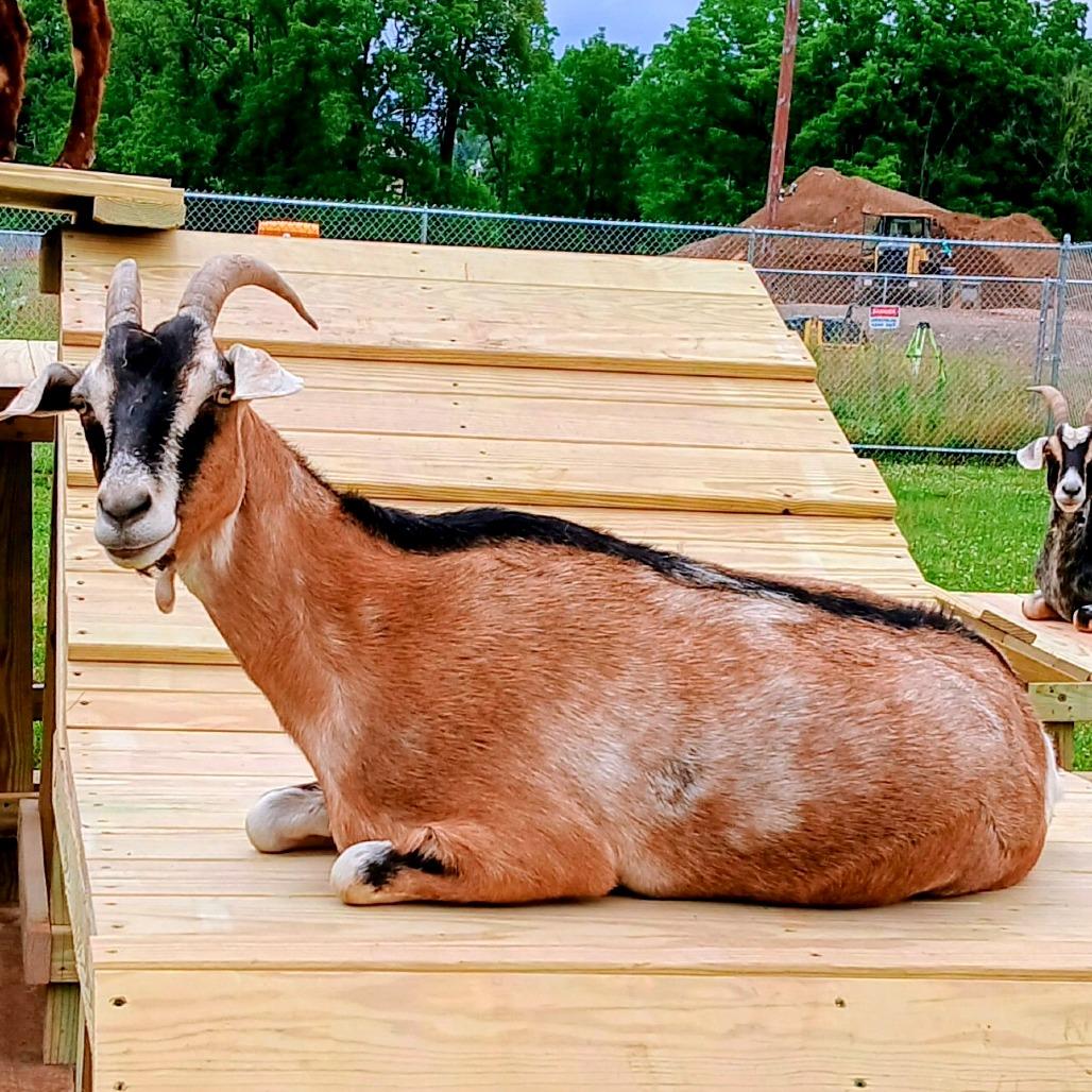 Enlarge Summer, a Adoptable mixed breed in Fairport, NY image 3/3