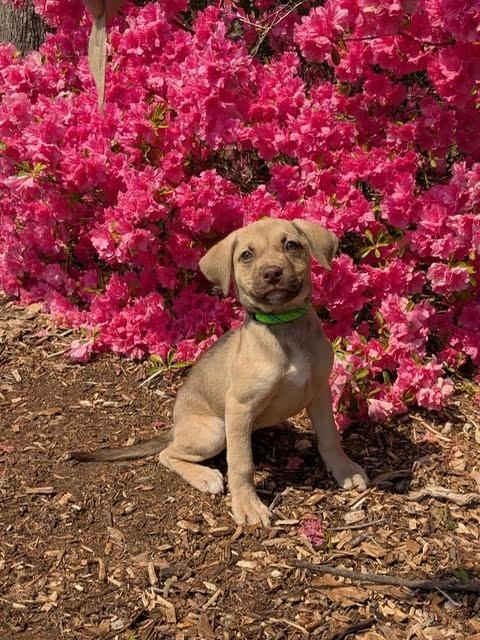 Enlarge Cierra, a Adoptable mixed breed in Madison, GA image 1/5