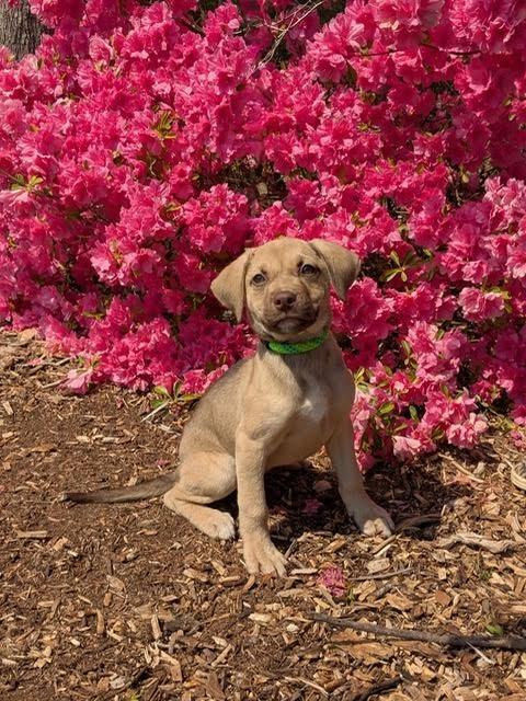 Enlarge Cierra, a Adoptable mixed breed in Madison, GA image 3/5