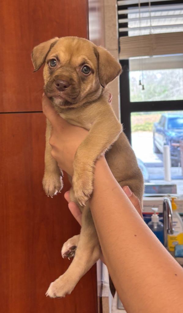 Enlarge Cierra, a Adoptable mixed breed in Madison, GA image 4/5