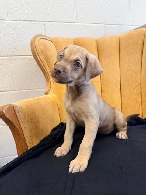 Enlarge Cierra, a Adoptable mixed breed in Madison, GA image 5/5