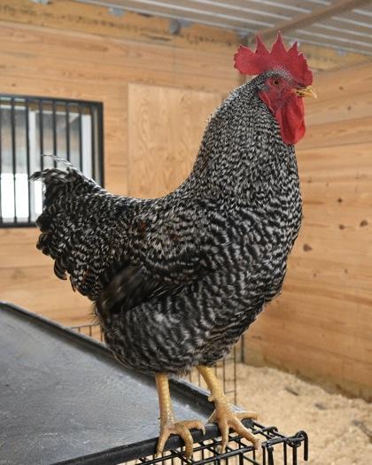 Enlarge Noodle, a Adoptable Chicken in West Seneca, NY image 1/3