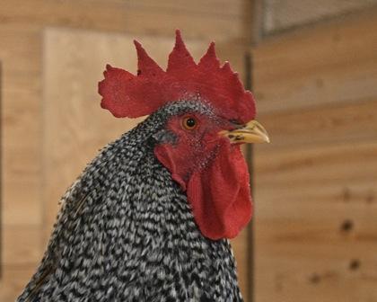 Enlarge Noodle, a Adoptable Chicken in West Seneca, NY image 2/3